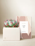 Succulents in gift box. - Image 