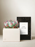 Succulents in gift box. - Image 