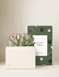 Succulents in gift box. - Image 