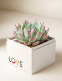Succulents in gift box. - Image 