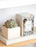 Succulents in gift box. - Image 