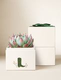 Succulents in gift box. - Image 