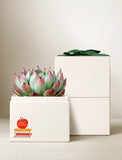 Succulents in gift box. - Image 