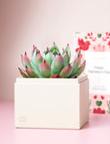 Succulents in gift box. - Image 