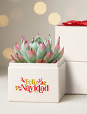 Succulents in gift box. - Image 