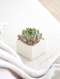 Succulents in gift box. - Image 