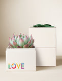 Succulents in gift box. - Image 