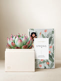 Succulents in gift box. - Image 