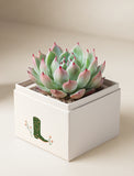 Succulents in gift box. - Image 