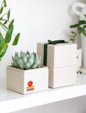 Succulents in gift box. - Image 