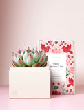 Succulents in gift box. - Image 