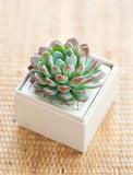 Succulents in gift box. - Image 