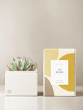 Succulents in gift box. - Image 