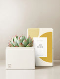 Succulents in gift box. - Image 