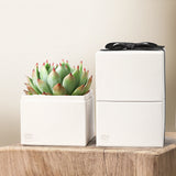 Succulents in gift box. - Image 