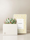 Succulents in gift box. - Image 