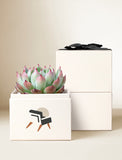 Succulents in gift box. - Image 