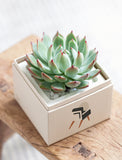Succulents in gift box. - Image 