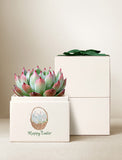 Succulents in gift box. - Image 