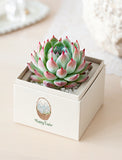 Succulents in gift box. - Image 