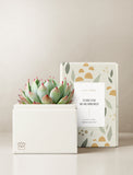 Succulents in gift box. - Image 
