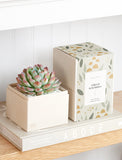 Succulents in gift box. - Image 