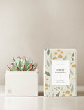 Succulents in gift box. - Image 
