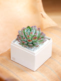 Succulents in gift box. - Image 