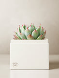Succulents in gift box. - Image 