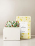 Succulents in gift box. - Image 