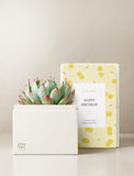 Succulents in gift box. - Image 