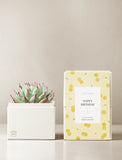 Succulents in gift box. - Image 