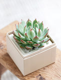 Holiday Bliss Garden - Image 