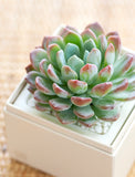 Succulents in gift box. - Image 