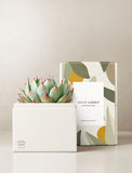 Succulents in gift box. - Image 