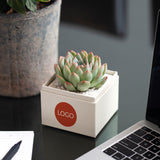 Succulents in gift box. - Image 