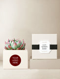 Succulents in gift box. - Image 