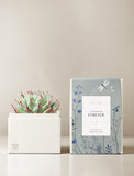 Succulents in gift box. - Image 