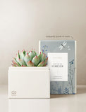 Succulents in gift box. - Image 