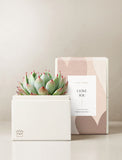 Succulents in gift box. - Image 