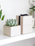 A small succulent plant in a square cream-colored planter sits beside stacked cream gift boxes, one with a black ribbon, on a white shelf in a bright indoor setting. - Image 