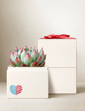 Succulent plant with red-tipped leaves in a white gift box featuring a patriotic heart icon and a red ribbon bow. - Image 