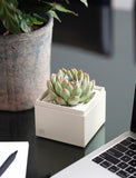 Succulents in gift box. - Image 