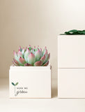 Succulents in gift box. - Image 