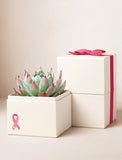 Succulents in gift box. - Image 
