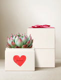 Green and pink succulent in a cream gift box with a red heart and the best text, topped with a pink ribbon. - Image 