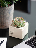 Succulents in gift box. - Image 