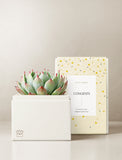 Succulents in gift box. - Image 