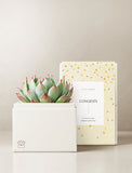 Succulents in gift box. - Image 