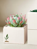 Succulents in gift box. - Image 